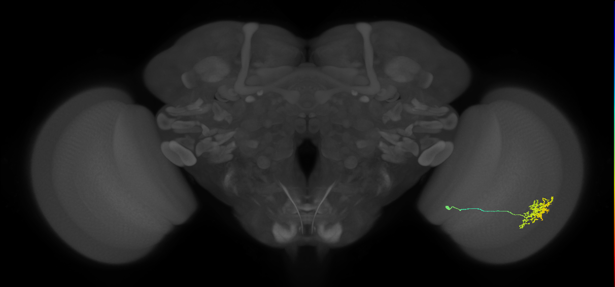 Cm11a_R (JRC_OpticLobe:56122)