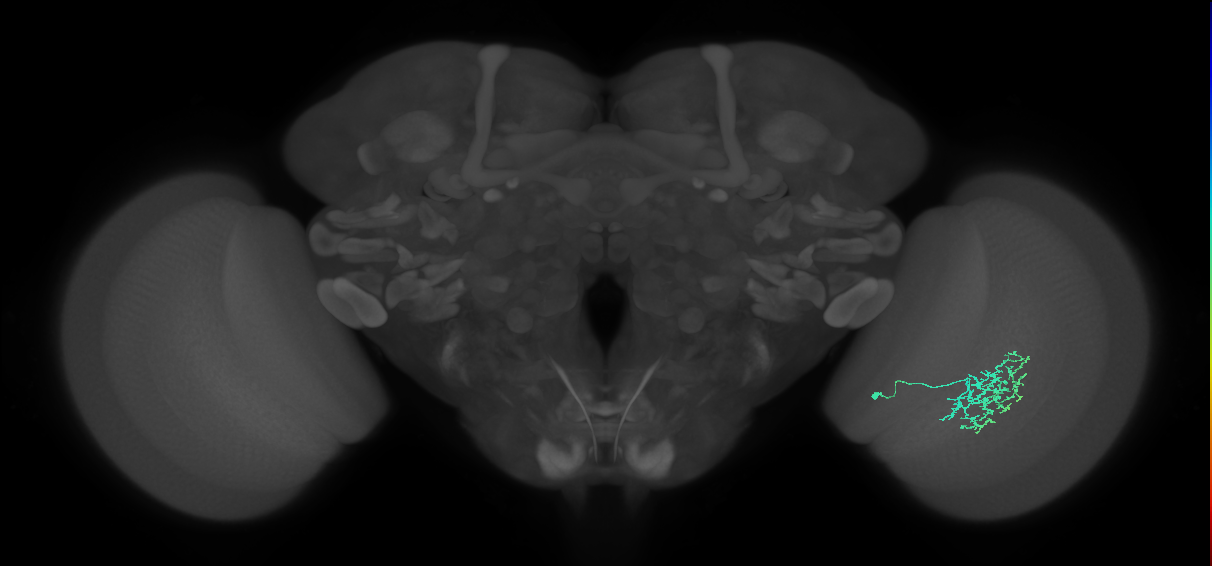 Cm11a_R (JRC_OpticLobe:66317)
