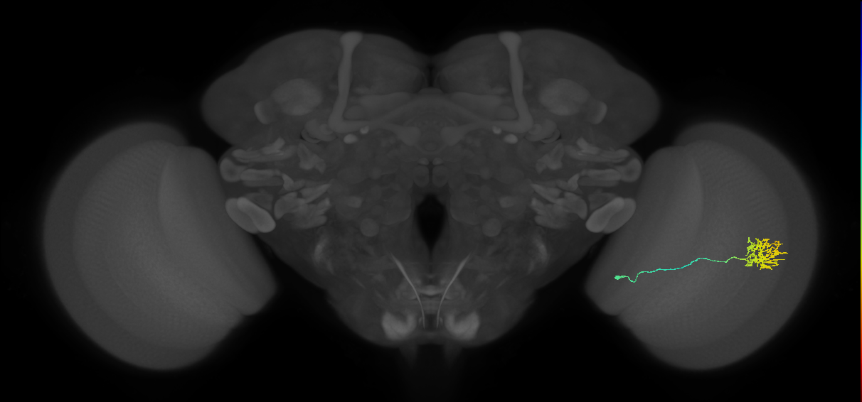 Cm11a_R (JRC_OpticLobe:56110)