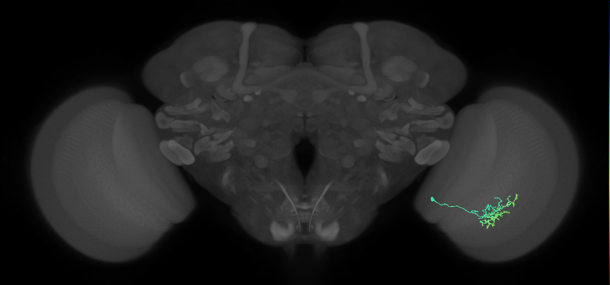 Cm11a_R (JRC_OpticLobe:77900)