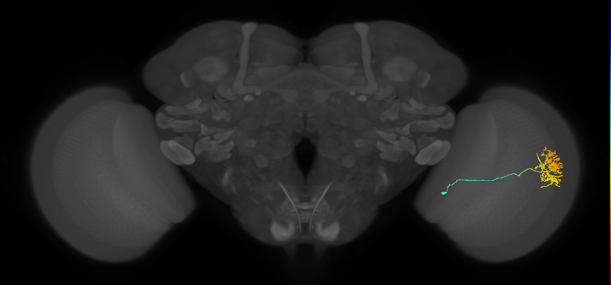 Cm11a_R (JRC_OpticLobe:90722)
