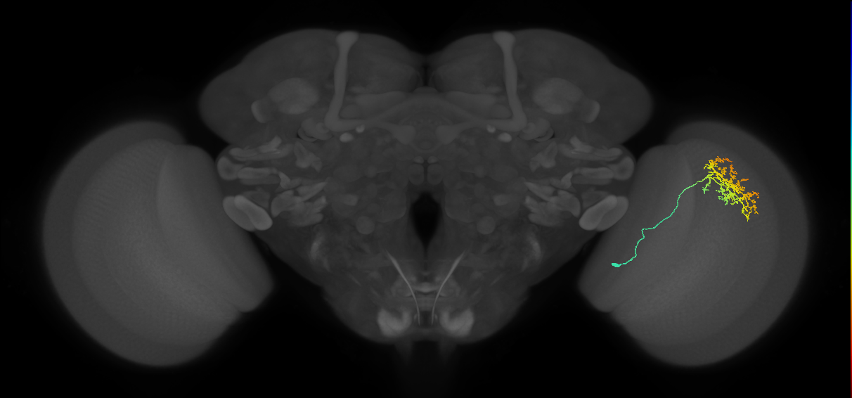 Cm11a_R (JRC_OpticLobe:44548)