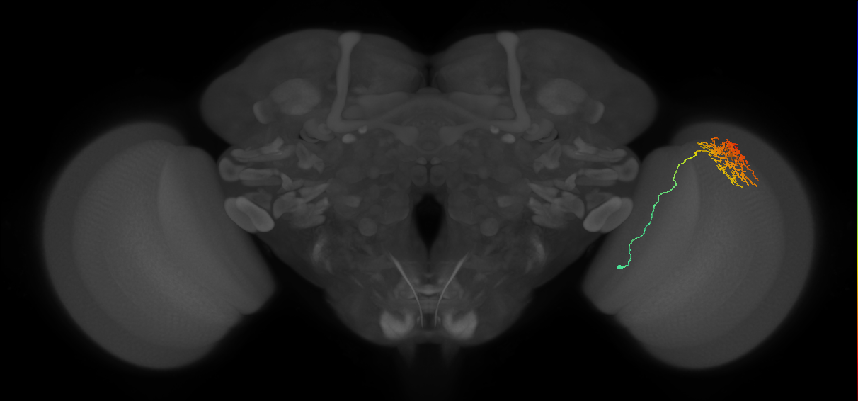 Cm11a_R (JRC_OpticLobe:41094)