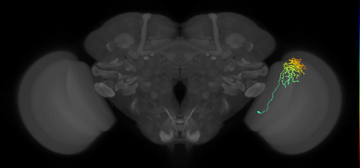 Cm11a_R (JRC_OpticLobe:38867)