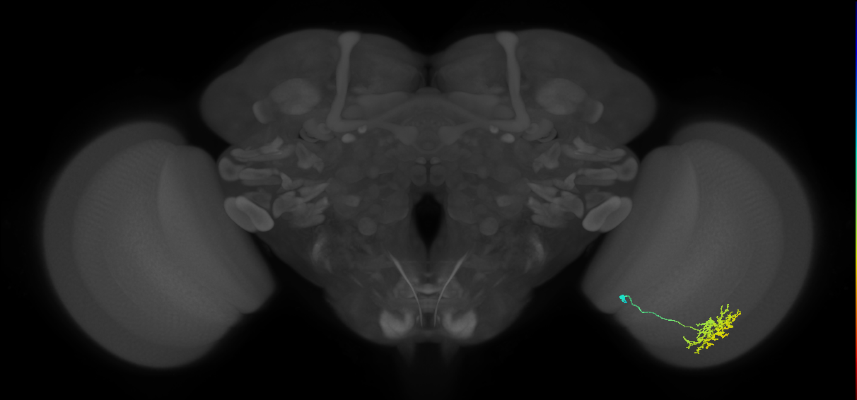 Cm11a_R (JRC_OpticLobe:55979)