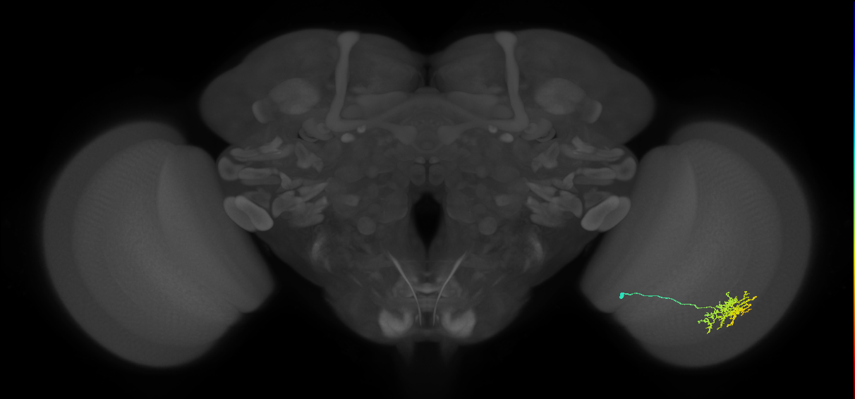 Cm11a_R (JRC_OpticLobe:58179)
