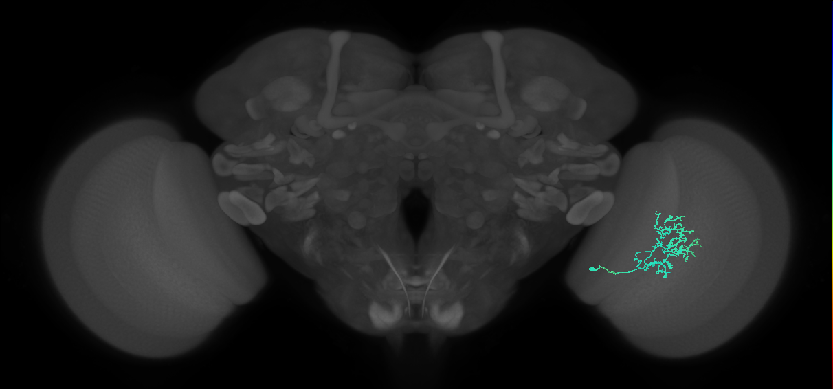 Cm11a_R (JRC_OpticLobe:66653)