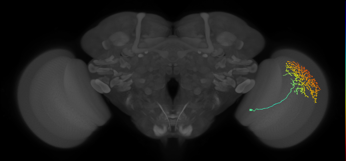 Cm11b_R (JRC_OpticLobe:27235)