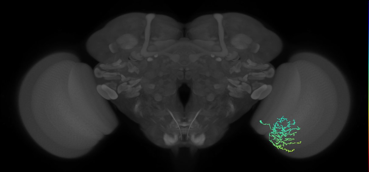 Cm11b_R (JRC_OpticLobe:55673)