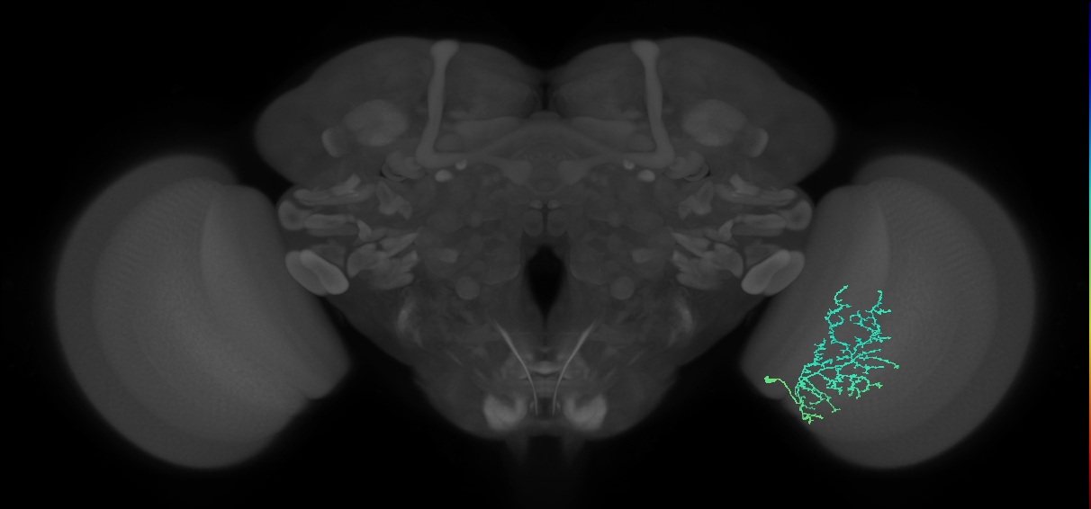 Cm11b_R (JRC_OpticLobe:57474)