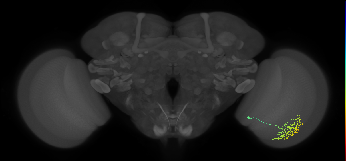 Cm11b_R (JRC_OpticLobe:58867)
