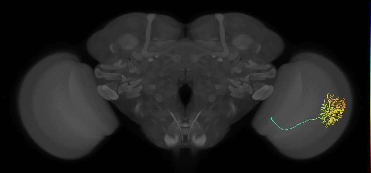 Cm11b_R (JRC_OpticLobe:38872)