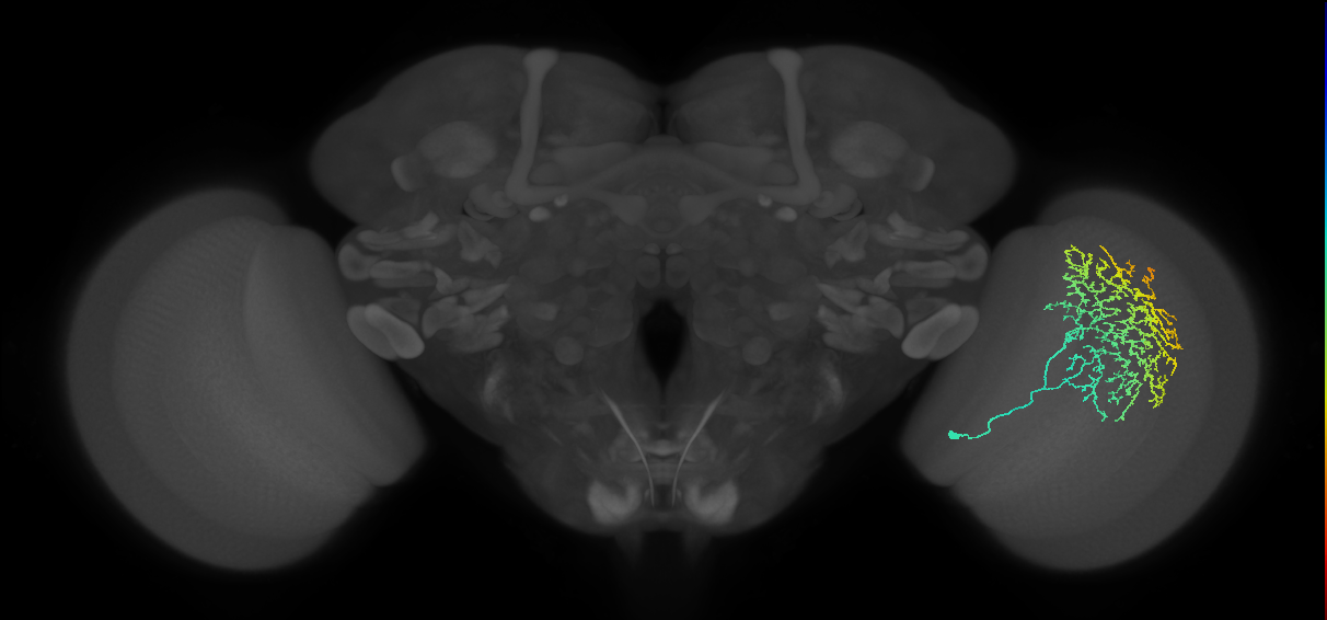 Cm11b_R (JRC_OpticLobe:25987)