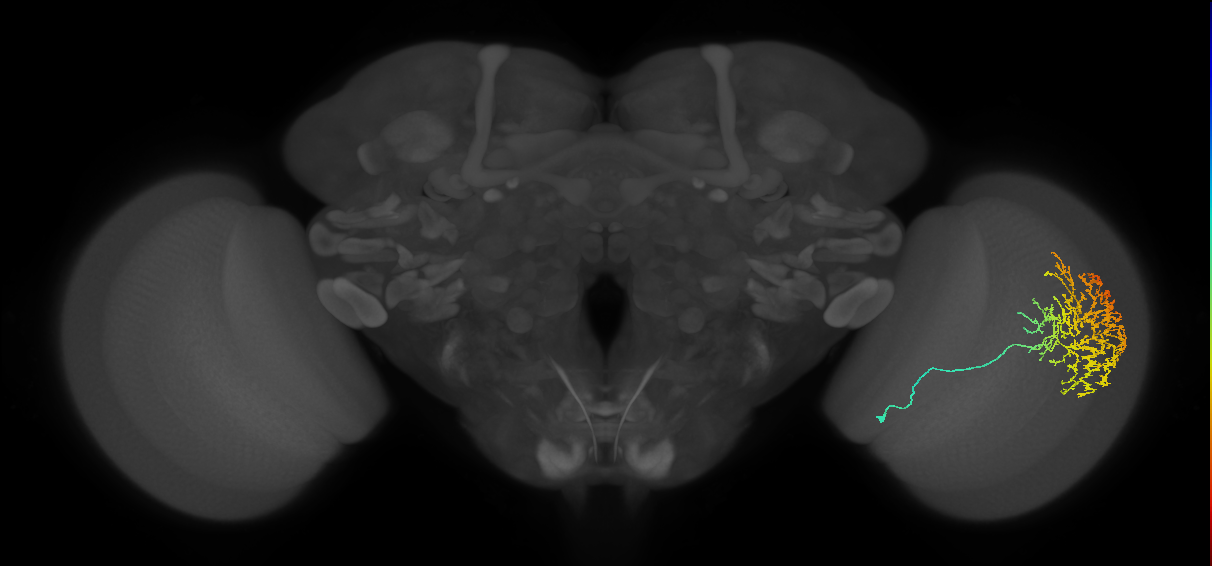Cm11b_R (JRC_OpticLobe:32228)