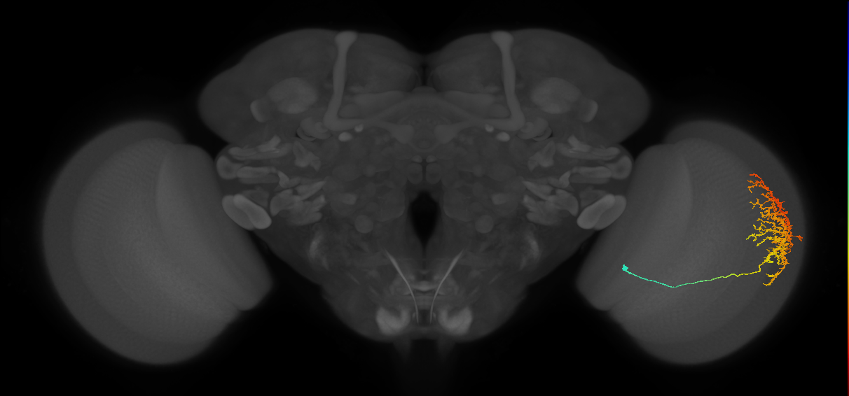 Cm11b_R (JRC_OpticLobe:33812)