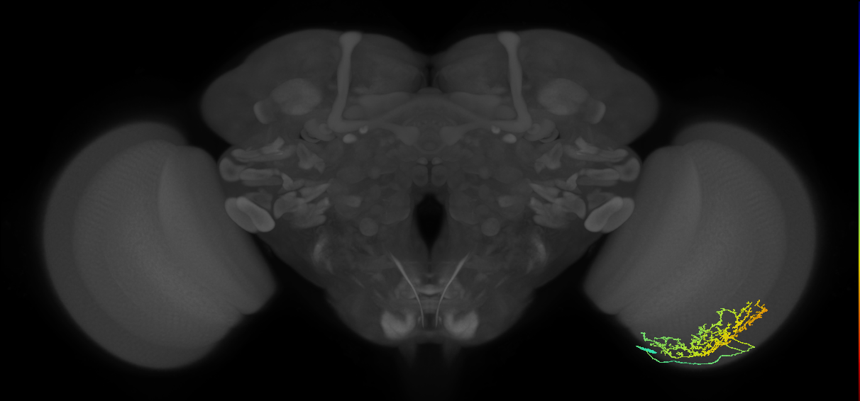 Cm11b_R (JRC_OpticLobe:42790)