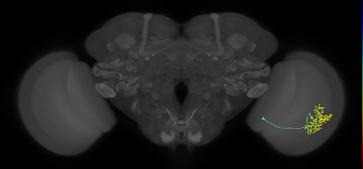 Cm11b_R (JRC_OpticLobe:47957)
