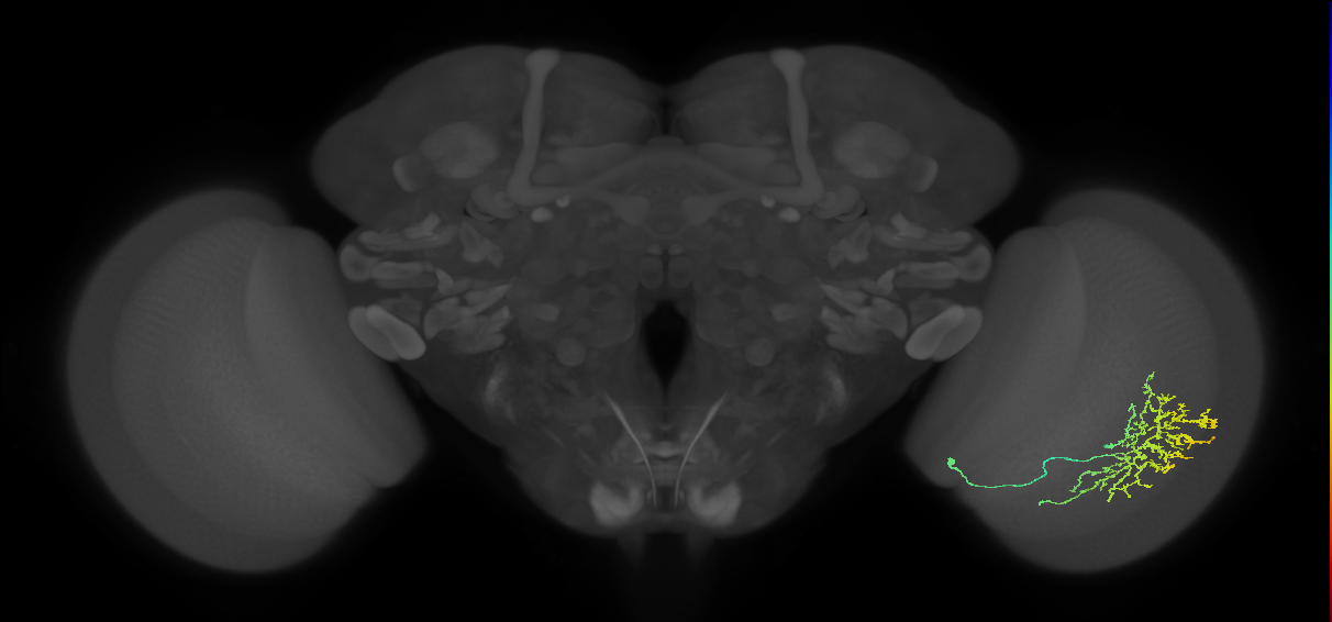 Cm11b_R (JRC_OpticLobe:38442)