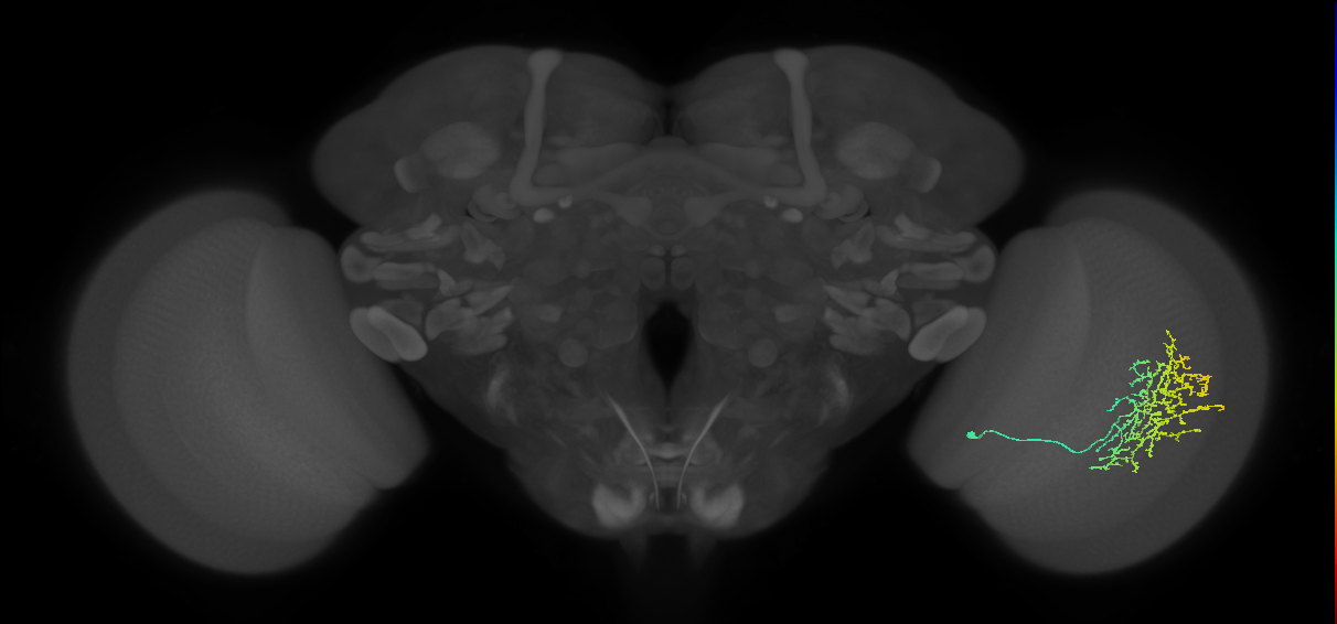 Cm11b_R (JRC_OpticLobe:37538)