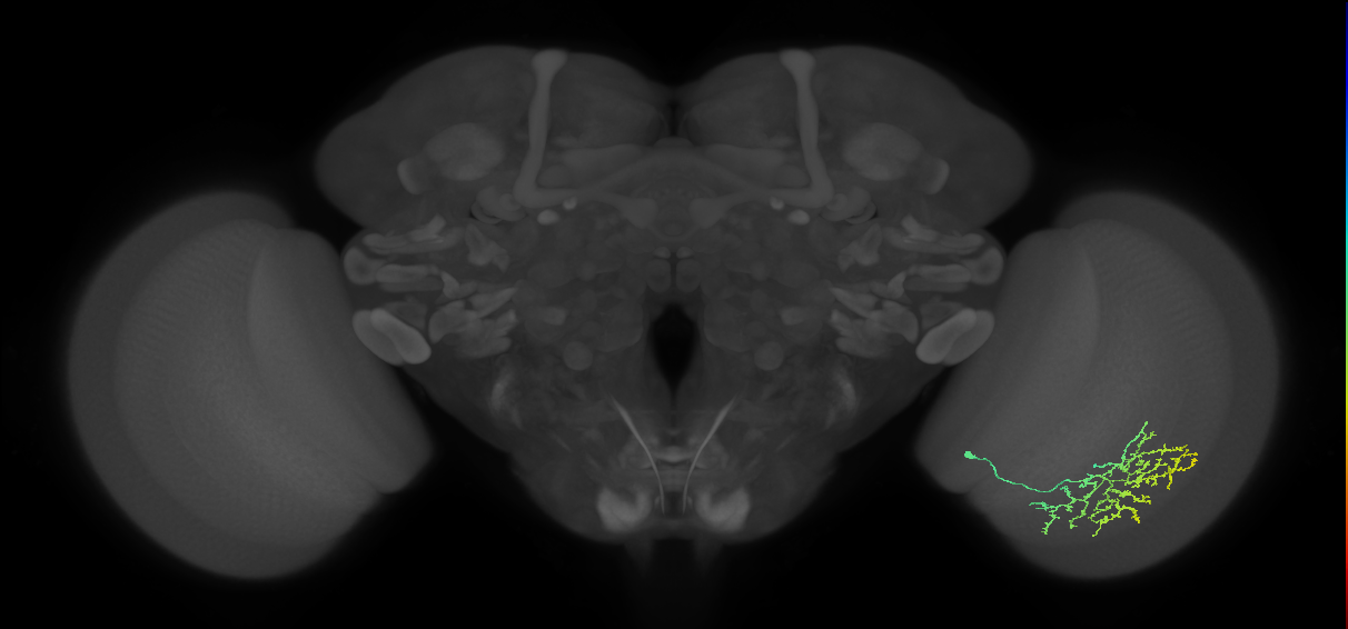 Cm11b_R (JRC_OpticLobe:46861)