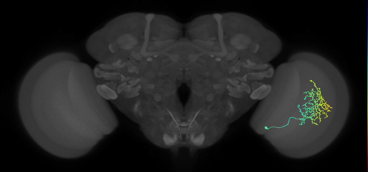 Cm11b_R (JRC_OpticLobe:33019)