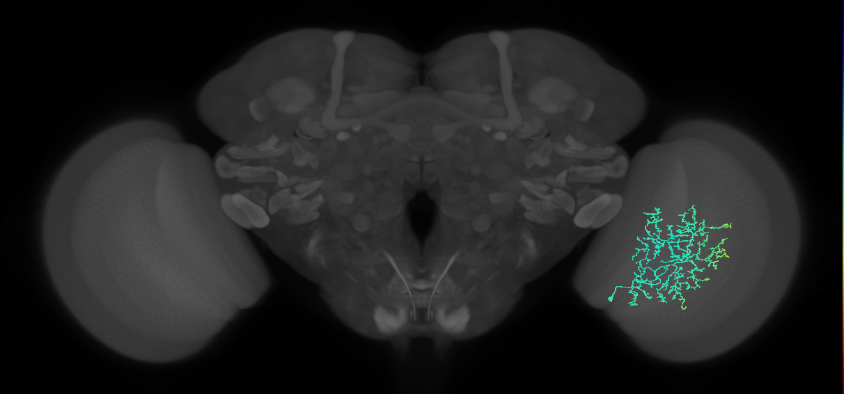 Cm11b_R (JRC_OpticLobe:44789)