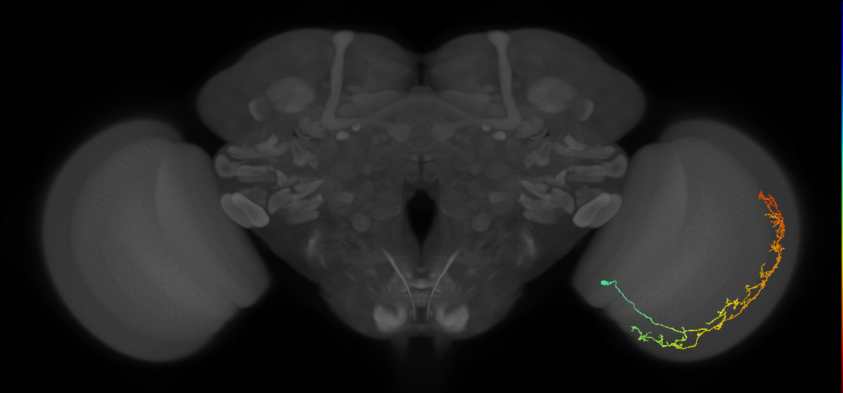 Cm11c_R (JRC_OpticLobe:42405)