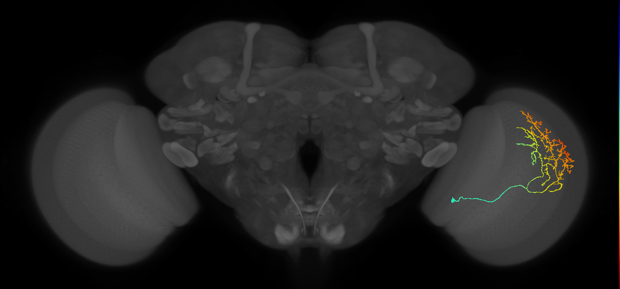 Cm11c_R (JRC_OpticLobe:33981)