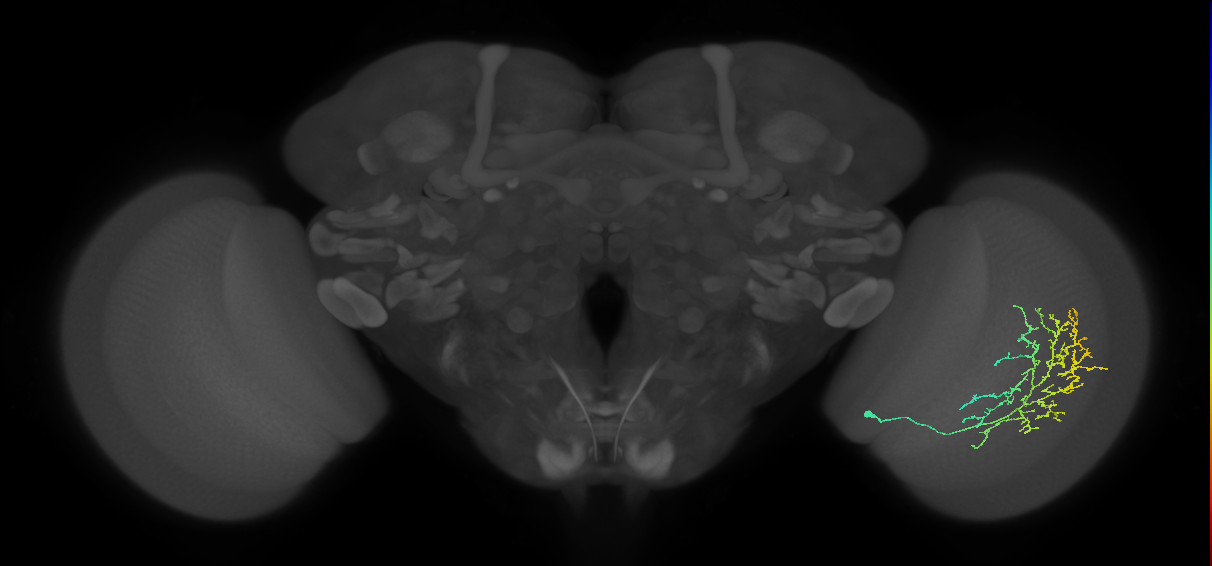 Cm11c_R (JRC_OpticLobe:36681)