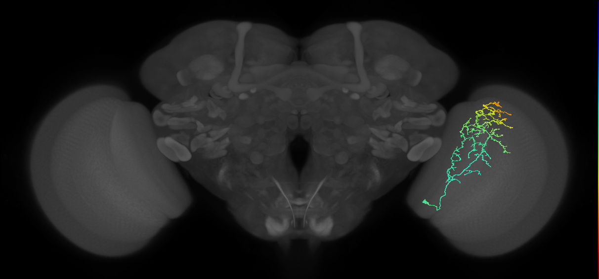 Cm11c_R (JRC_OpticLobe:40971)