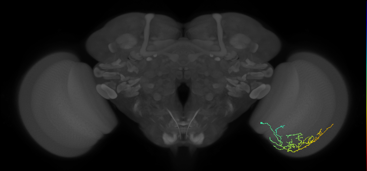 Cm11c_R (JRC_OpticLobe:56076)