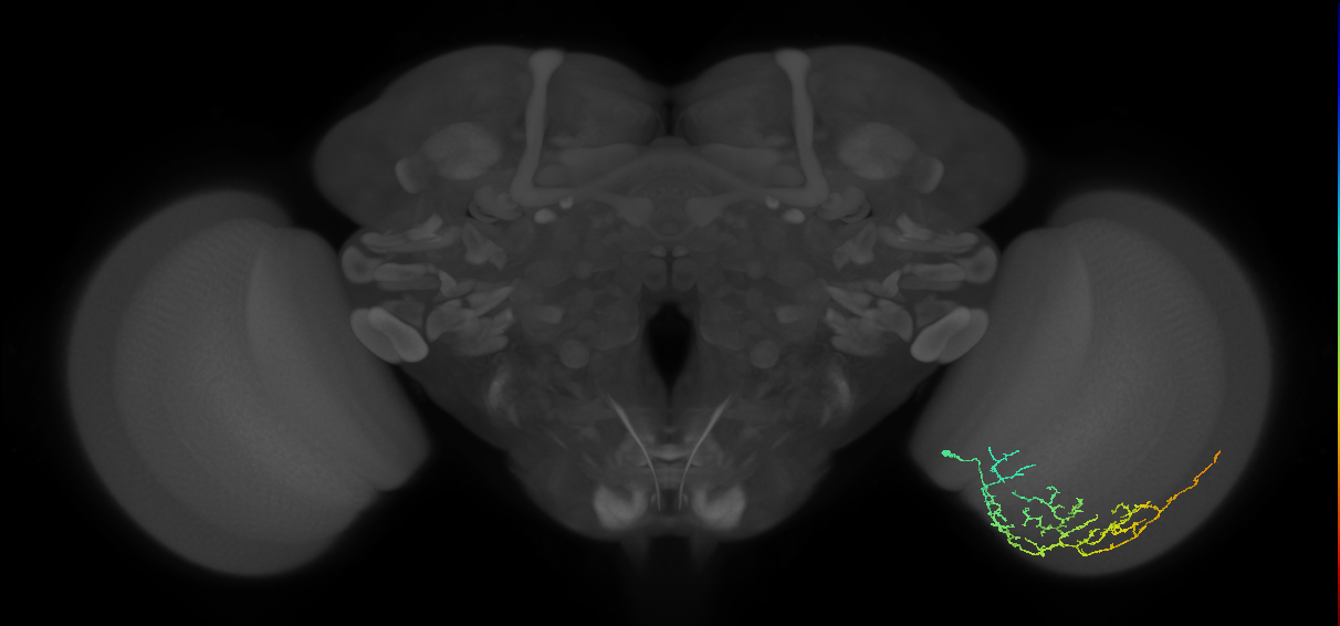 Cm11c_R (JRC_OpticLobe:555185)