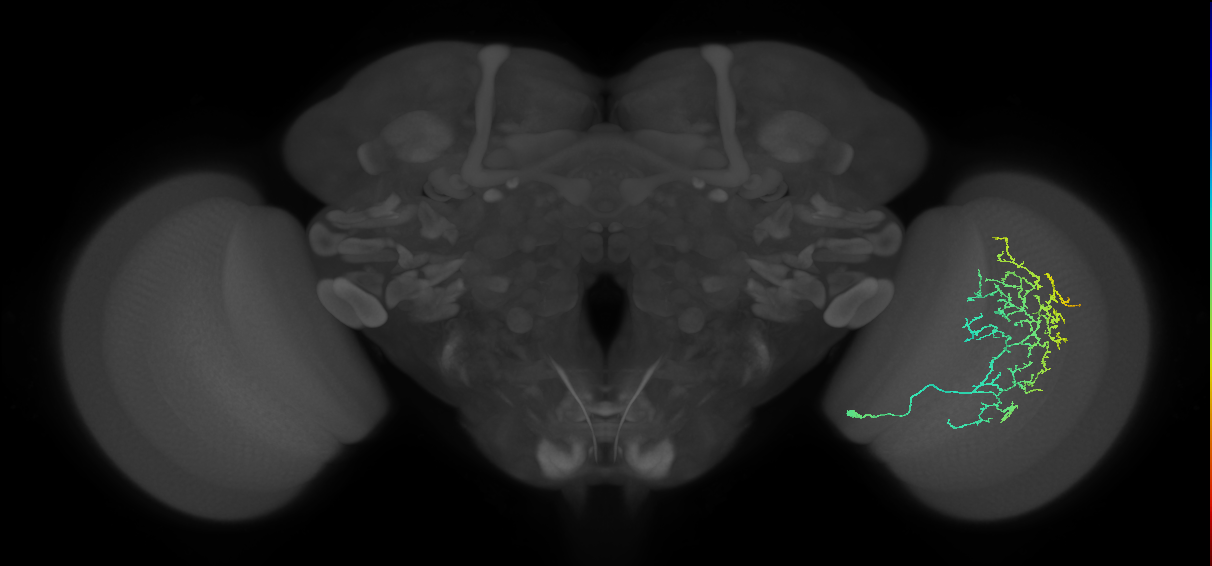 Cm11c_R (JRC_OpticLobe:35507)