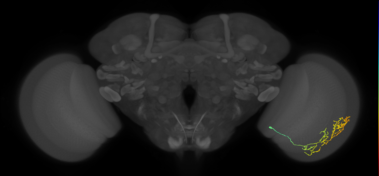 Cm11c_R (JRC_OpticLobe:50751)