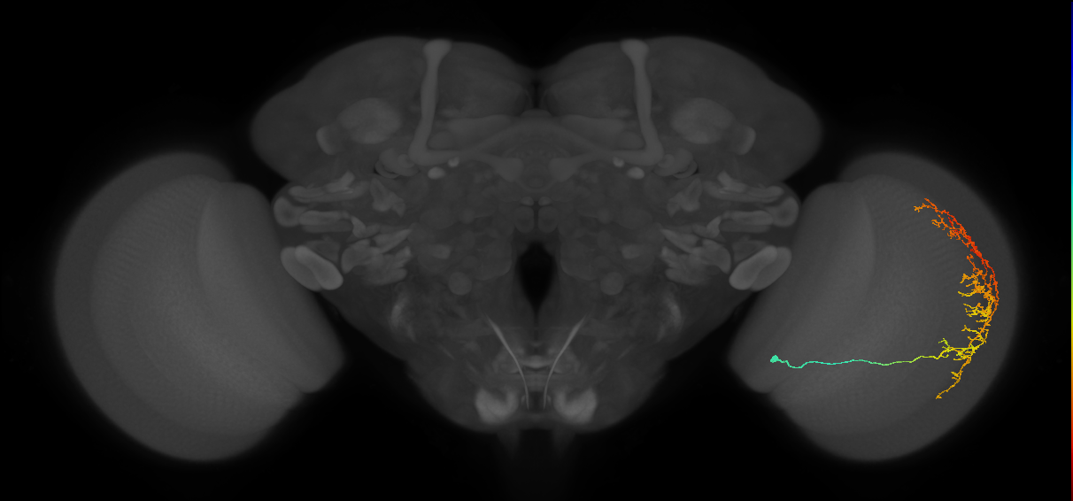 Cm11c_R (JRC_OpticLobe:46351)