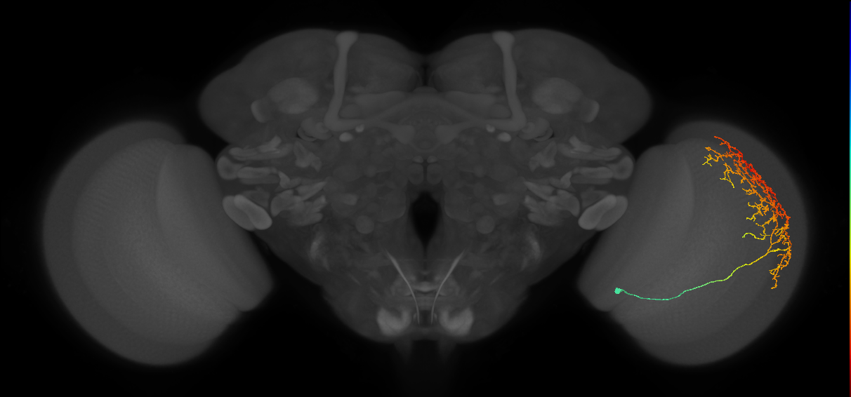 Cm11c_R (JRC_OpticLobe:28017)