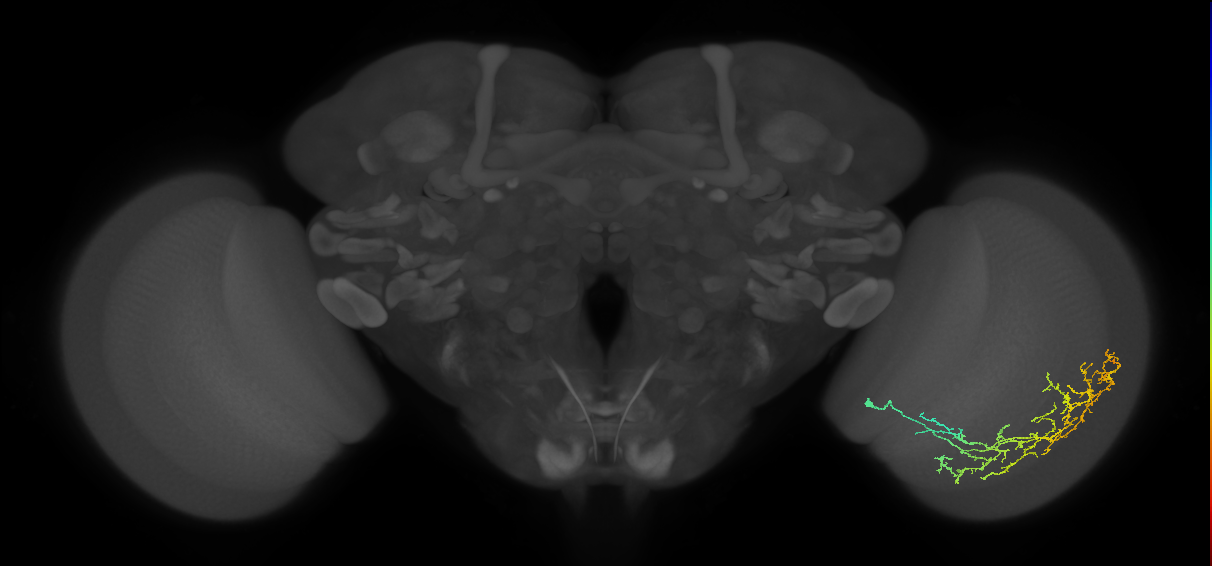 Cm11c_R (JRC_OpticLobe:38325)