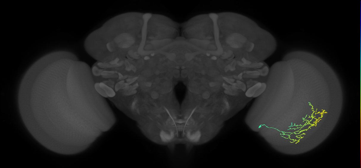 Cm11c_R (JRC_OpticLobe:46461)