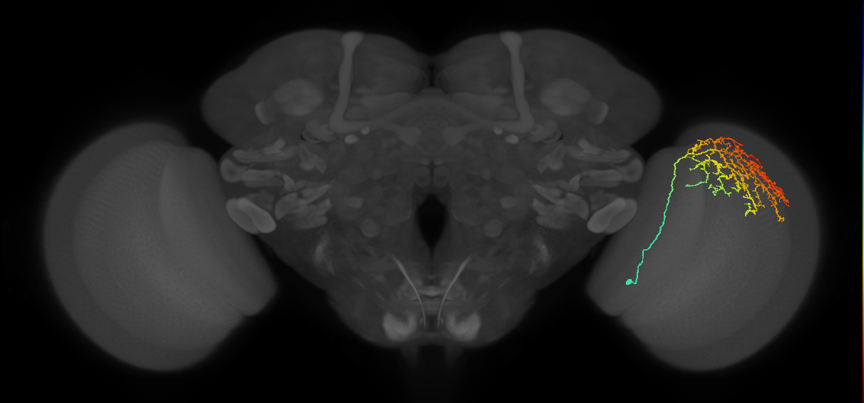 Cm11c_R (JRC_OpticLobe:25776)