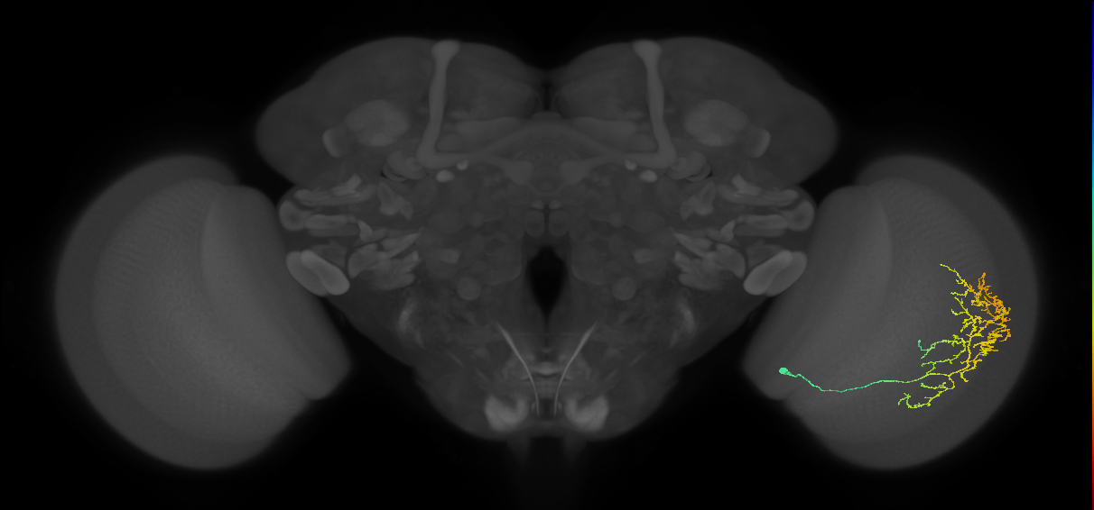 Cm11c_R (JRC_OpticLobe:38968)