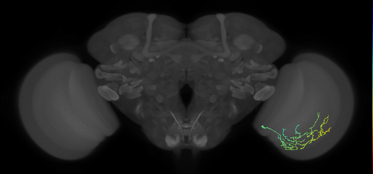 Cm11c_R (JRC_OpticLobe:56678)