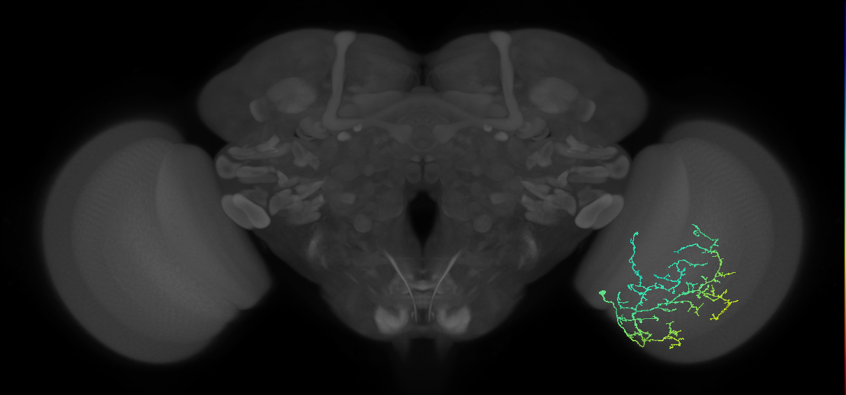 Cm11d_R (JRC_OpticLobe:39789)