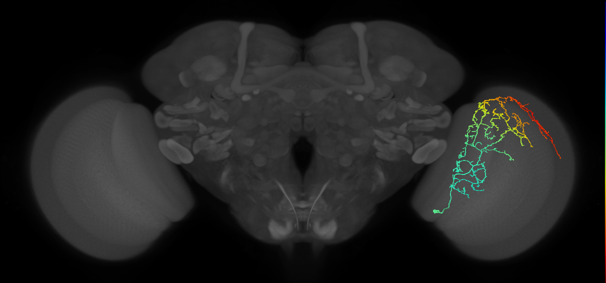 Cm11d_R (JRC_OpticLobe:26531)