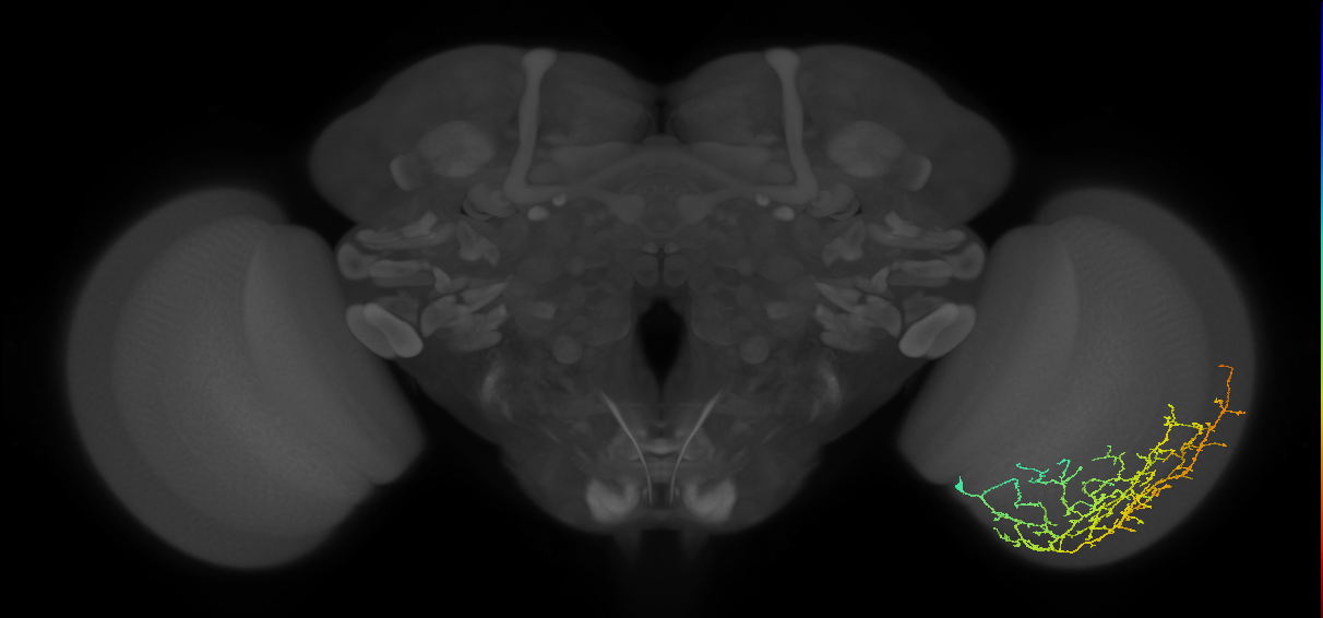 Cm11d_R (JRC_OpticLobe:27404)