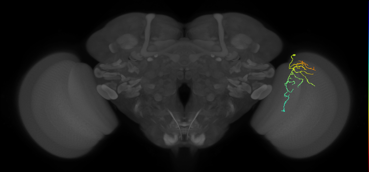 Cm12_R (JRC_OpticLobe:97774)