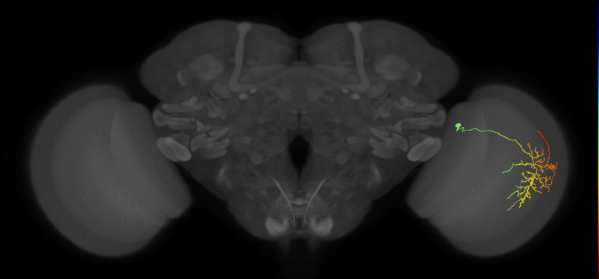 Cm12_R (JRC_OpticLobe:42947)