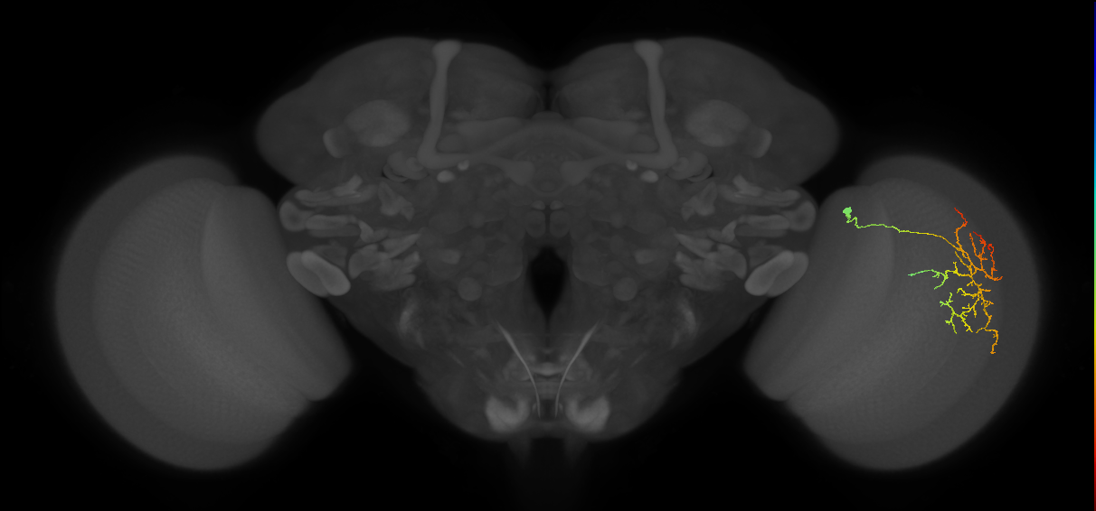 Cm12_R (JRC_OpticLobe:58465)