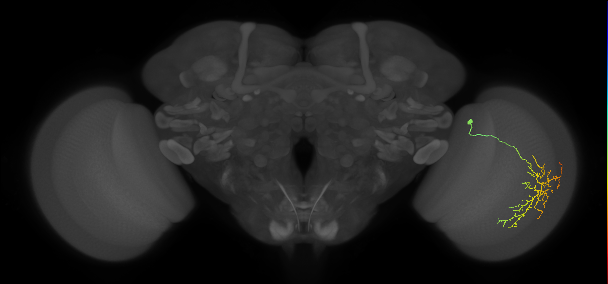 Cm12_R (JRC_OpticLobe:45855)
