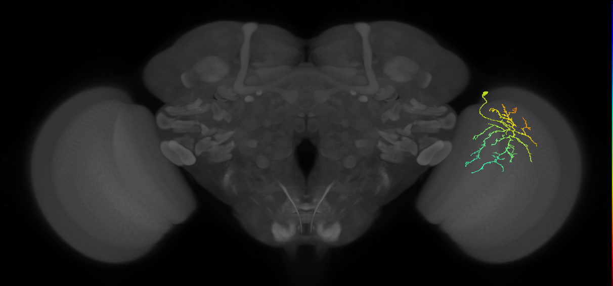 Cm12_R (JRC_OpticLobe:64723)