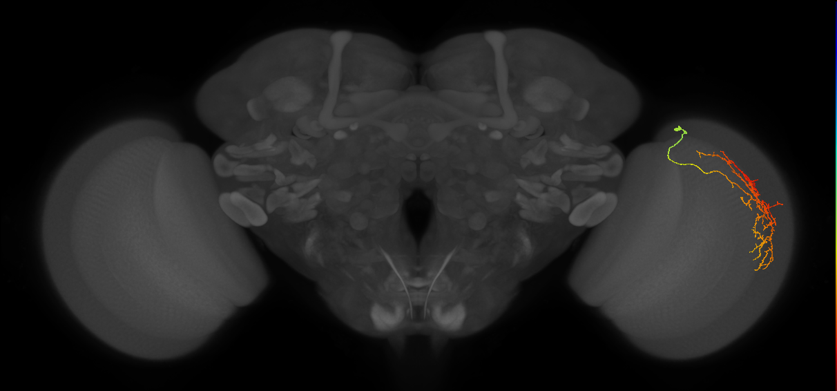 Cm12_R (JRC_OpticLobe:49677)